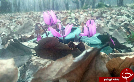 نرم نرمک می&zwnj;رسد اینک بهار