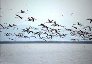 توانمندی سدهای شهرستان الیگودرزبرای حضور پرندگان مهاجر