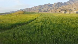 صدور رای نهايی كميسيون رفع تداخلات اراضی كشاورزی