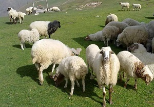 افزایش 20 درصدی تولید شیر و گوشت قرمز در استان اردبیل