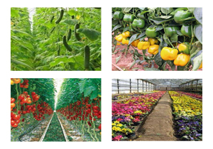 برداشت 9 هزار تن محصولات گلخانه ای در استان