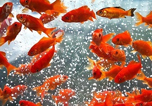 ماهی قرمز بیمار را تشخیص دهید