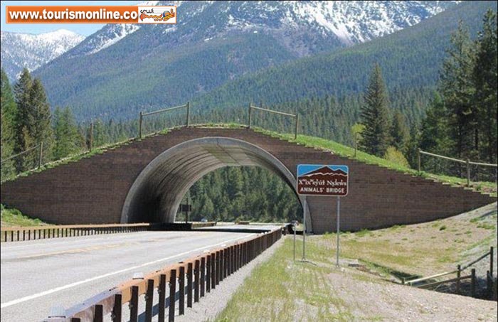 جاده&zwnj;هایی که فقط برای حیوانات ساخته می&zwnj;شوند! +تصاویر