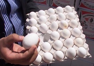 کشف ۱۵ کیلوگرم تخم مرغ فاسد