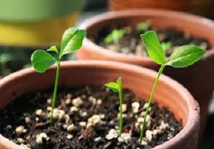 اجرای طرح کاشت گیاهان دارویی به جای سبزه عید در مدارس سنندج