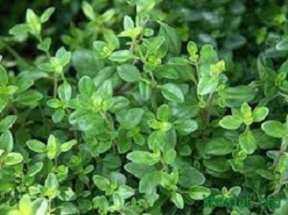تولید 2 گونه گیاه دارویی آویشن در ایستگاه تحقیقاتی علی آباد اراک