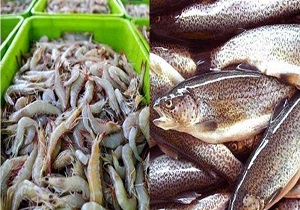 توصیه های کارشناسان در باره ماهی گلی