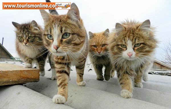 حیواناتی که عکس&zwnj;های خانوادگی می&zwnj;گیرند! +تصاویر