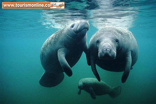 حیواناتی که عکس&zwnj;های خانوادگی می&zwnj;گیرند! +تصاویر