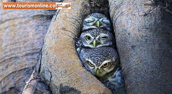 حیواناتی که عکس&zwnj;های خانوادگی می&zwnj;گیرند! +تصاویر