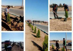 کاشت 3هزار نهال زینتی در معابر و فضاهای سبز بادرود