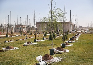 توزیع 5000 اصله نهال در شهرستان بیله‌سوار