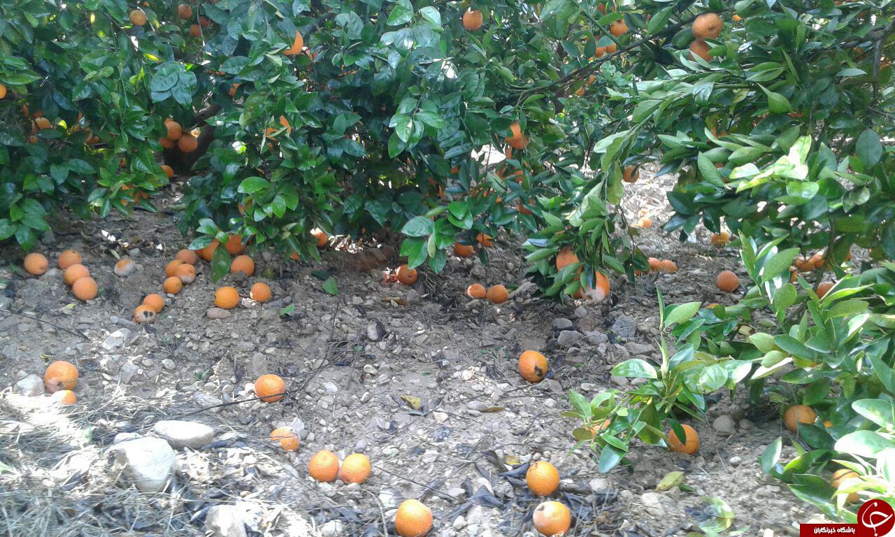 سرمازدگی، مرکبات باغهای «داراب» را از بین برد + تصاویر سرمازدگی، مرکبات باغهای «داراب» را از بین برد + تصاویر