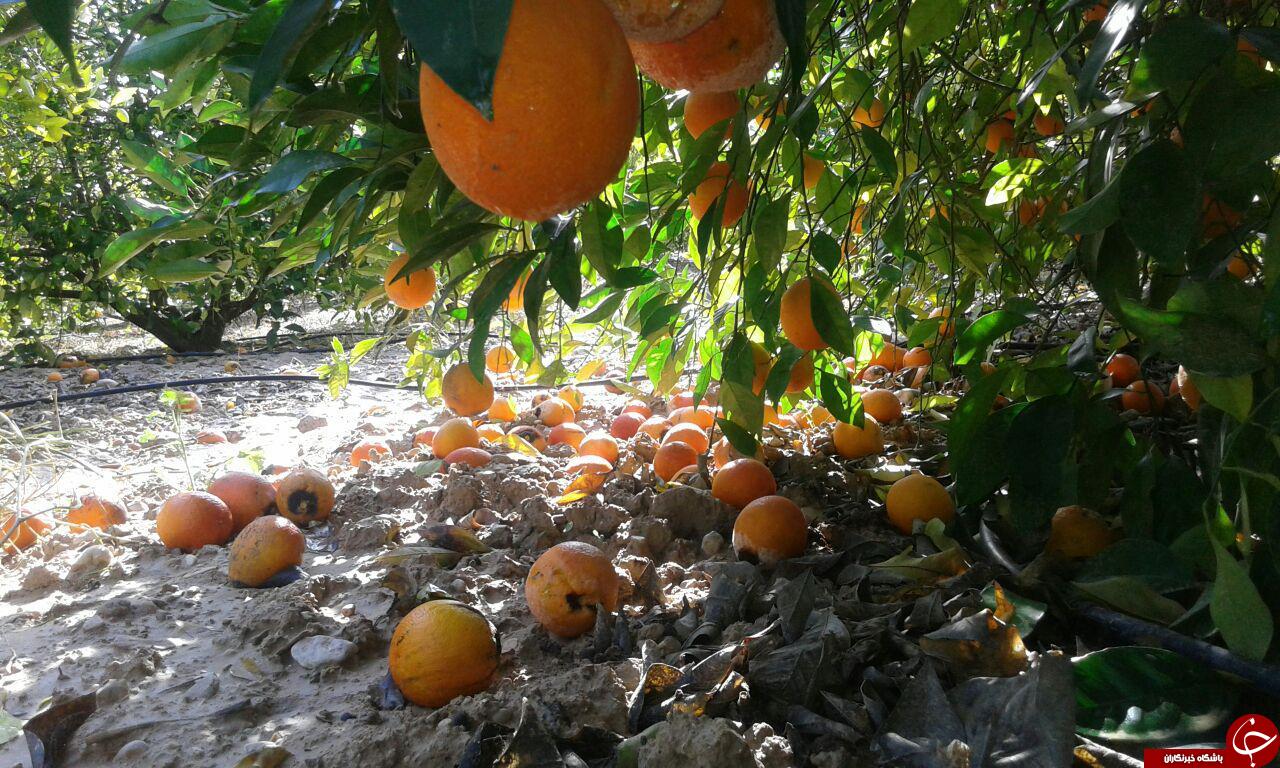 سرمازدگی، مرکبات باغ&zwnj;های &laquo;داراب&raquo; را از بین برد + تصاویر