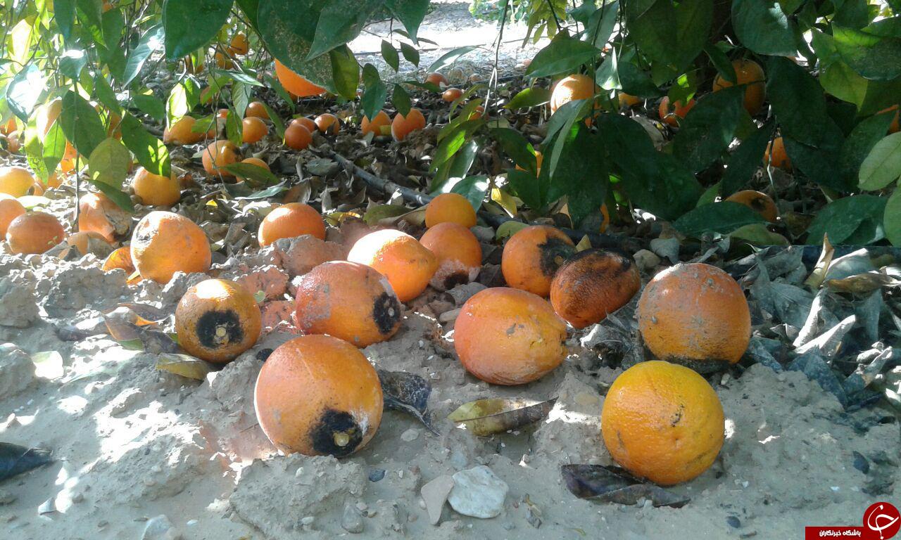 سرمازدگی، مرکبات باغ&zwnj;های &laquo;داراب&raquo; را از بین برد + تصاویر