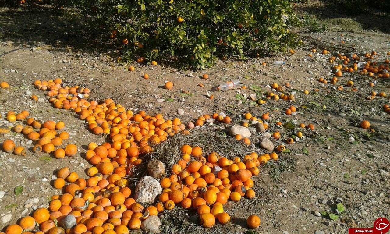 سرمازدگی، مرکبات باغ&zwnj;های &laquo;داراب&raquo; را از بین برد + تصاویر