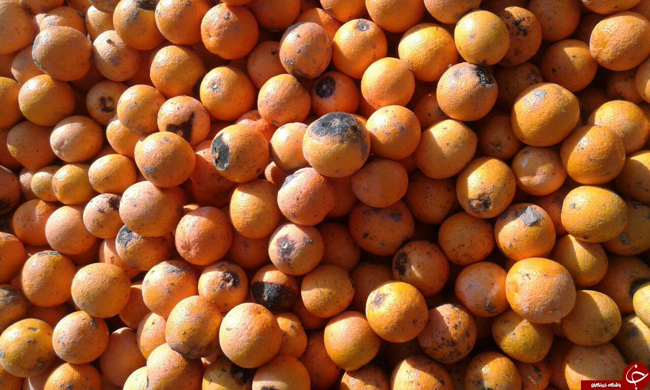 سرمازدگی، مرکبات باغ&zwnj;های &laquo;داراب&raquo; را از بین برد + تصاویر