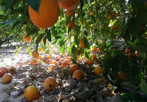 پربازدید