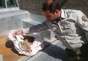 شغال زخمی به محیط زیست، برگشت