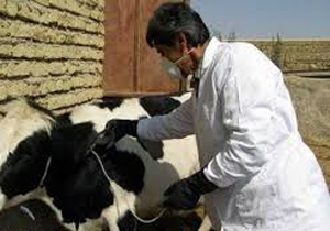 طرح مایه کوبی رایگان دام ها علیه تب برفکی در مهاباد