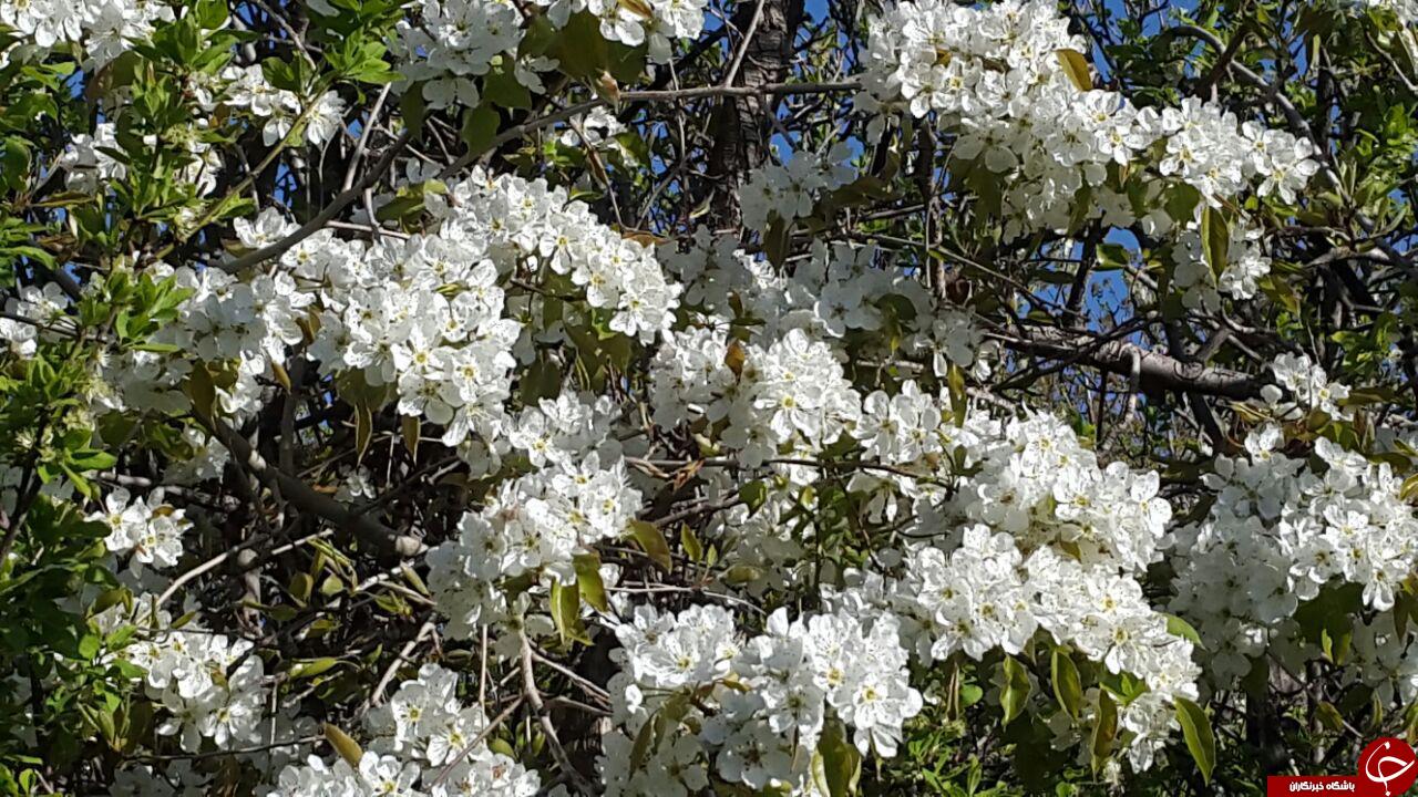 شکوفه های زیبا درختان بهاری + فیلم