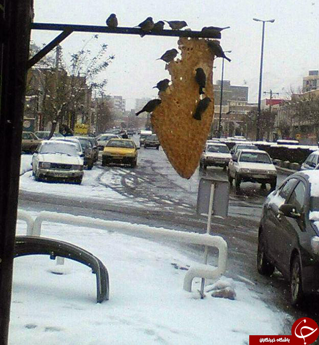 جوراب شهرداری اردبیلم درگیر خودش کرد/ساخت مجسمه ملکه الیزابت با قطعات خودرو/ هجوم مارها به پارک خبرنگار مهاباد/ صید عجیب ترین ماهی دنیا
