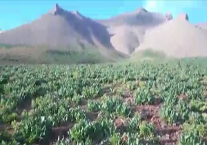 دشت لاله&zwnj;های روستای دیمه + فیلم