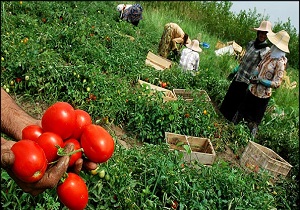 آغاز کشت گوجه فرنگی