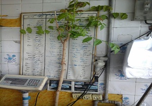 درختی که از مغازه سر درآورد + فیلم