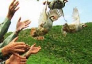 رهاسازی 13 كبك به دامن طبيعت در شهرستان بانه