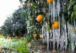سرمازدگی به محصولات کشاورزی شهرضا