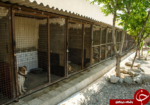 اینجا &laquo;سگ&zwnj;کشی&raquo; ممنوع است