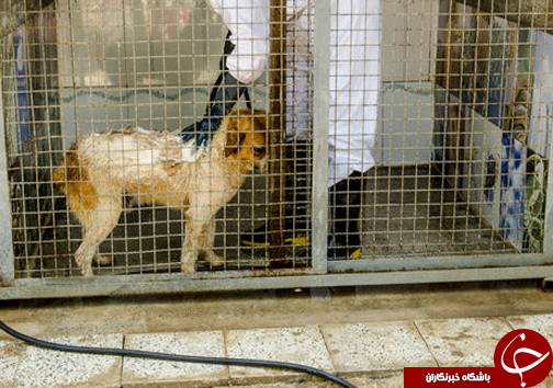اینجا &laquo;سگ&zwnj;کشی&raquo; ممنوع است