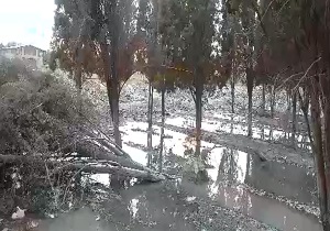 کارخانه&zwnj;ای که تیشه نادانی به ریشه درختان زده است + فیلم