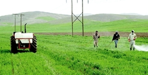 هشدار کارشناسان در جهت سم پاشی به موقع مزارع