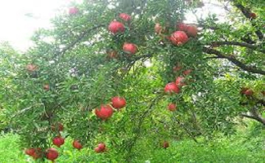 آشنایی با شهرستان مهدی شهر + تصاویر