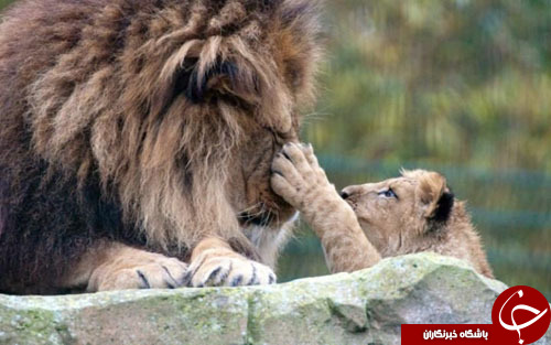 از طلاکاری بر روی یک مومیایی تا جدیدترین مدل خودروهای فولکس واگن
