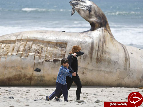 از بزرگترین دی ان اِی انسانی تا دیدار وارث پادشاهی انگلیس با اوباما