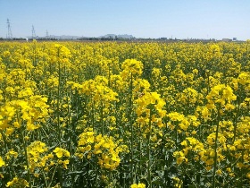 توسعه کشت دانه های روغنی در ابهر