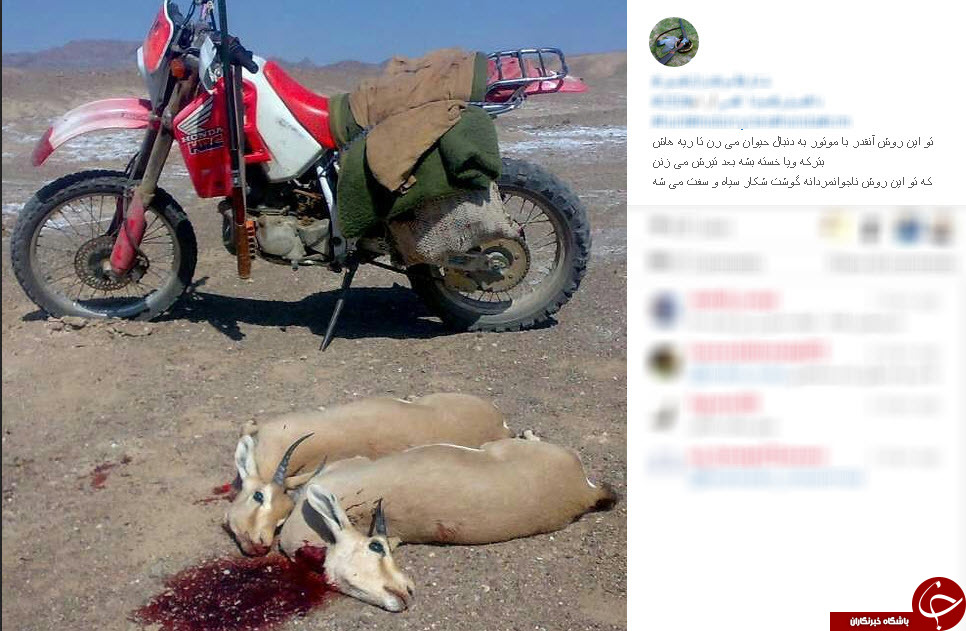صفحه آموزش شکار در اینستاگرام! +عکس