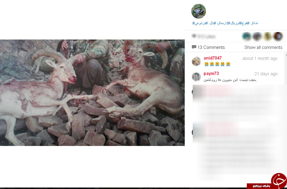 صفحه آموزش شکار در اینستاگرام! +عکس