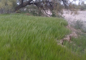 نسیم بهاری در استان