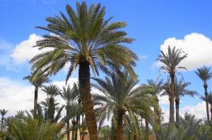 ثبت ملی نخلستان دهسلم به عنوان چهارمین اثر طبیعی نهبندان