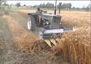 بانک کشاورزی بهای گندم کشاورزان چرامی را پرداخت می کند