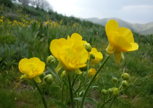 طبیعت دیدنی منطقه آوج