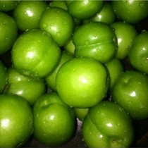 آغاز برداشت گوجه سبز در گیلان