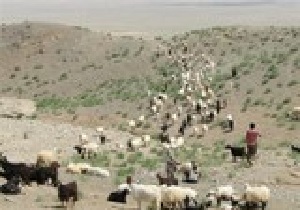 تولید ۲۵ درصد از از تولیدات دامی آذربایجان‌غربی توسط عشایر