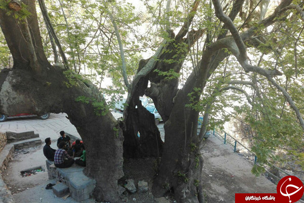 میراث ۴ هزار ساله ابرکوه در بستر مرگ است!