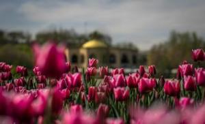 برگزاری جشنواره بین المللی لاله های تبریز همزمان با تبریز 2018