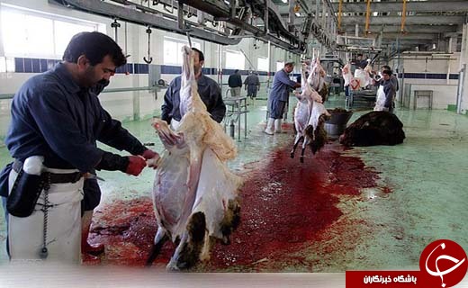 گزارشی خواندنی از کار در دریای خون